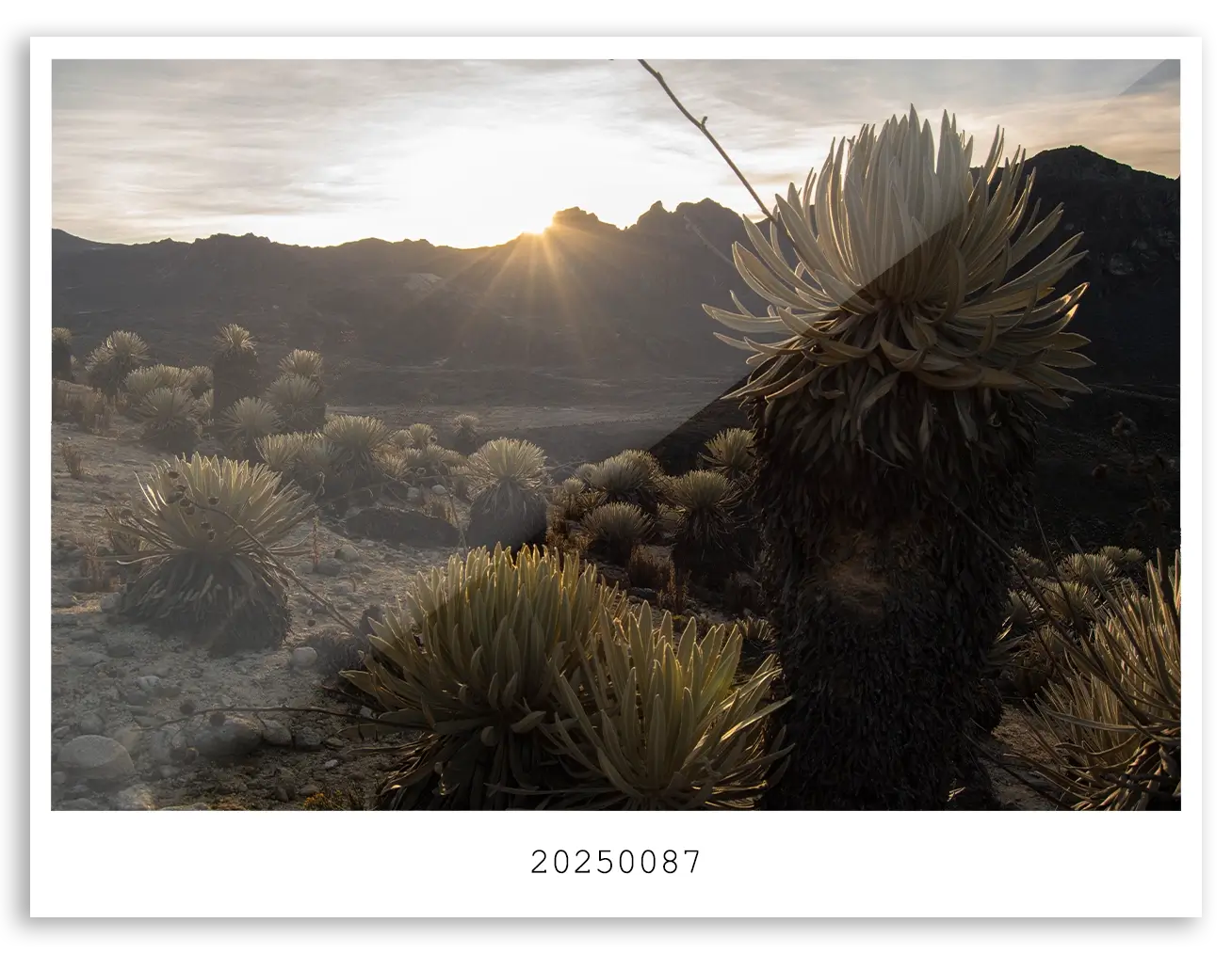 20250087 WEB (1)